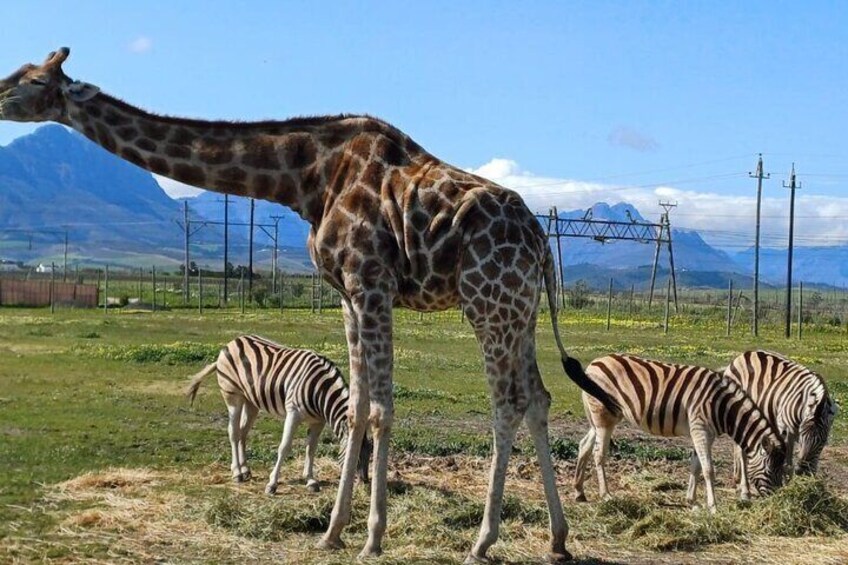 Cape Town Wine Tasting and Giraffe House, Cheetah Encounter Tour