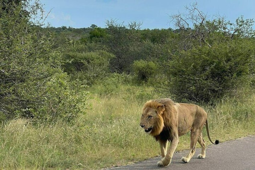 Kruger 2 Days Safari from Nelspruit