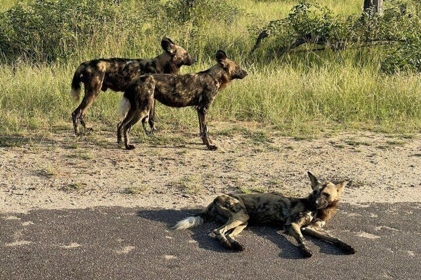 Kruger 2 Days Safari from Nelspruit