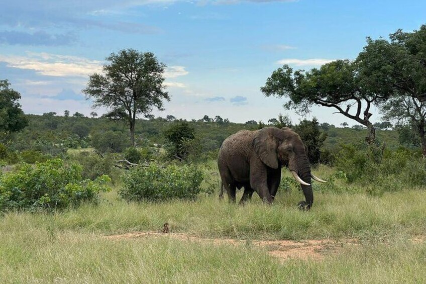 Kruger 2 Days Safari from Nelspruit