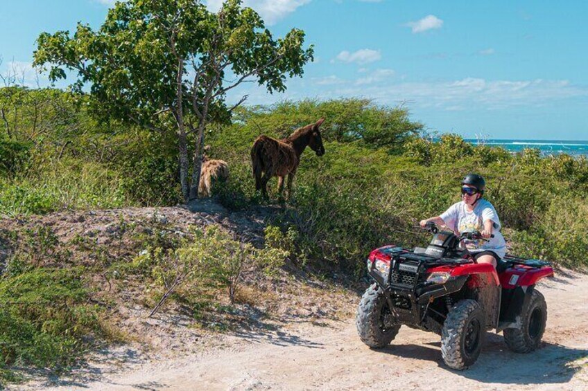 Shared ATV Tour in Grand Turk