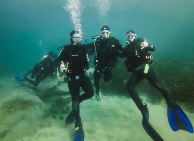 Sydney: Manly or Rose Bay Half-Day Double Boat Dive