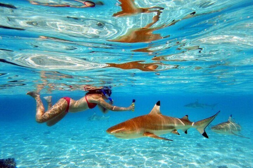 Swimming with free-ranging blacktip sharks towards the reef.