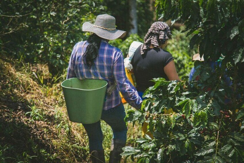 Private Coffee Tour and Canyoning from Guatape