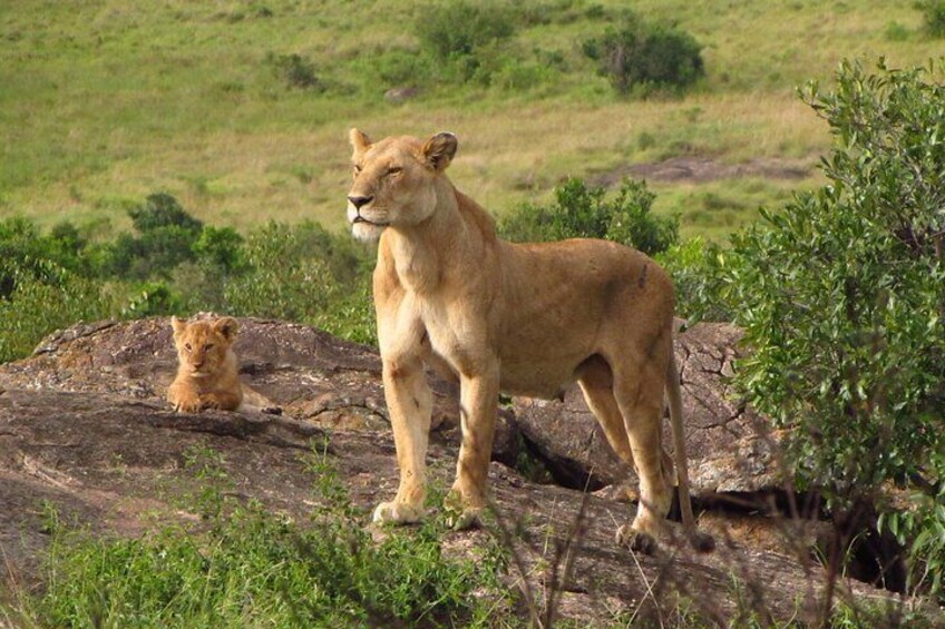 Mother and her cub having great moments in Masai Mara