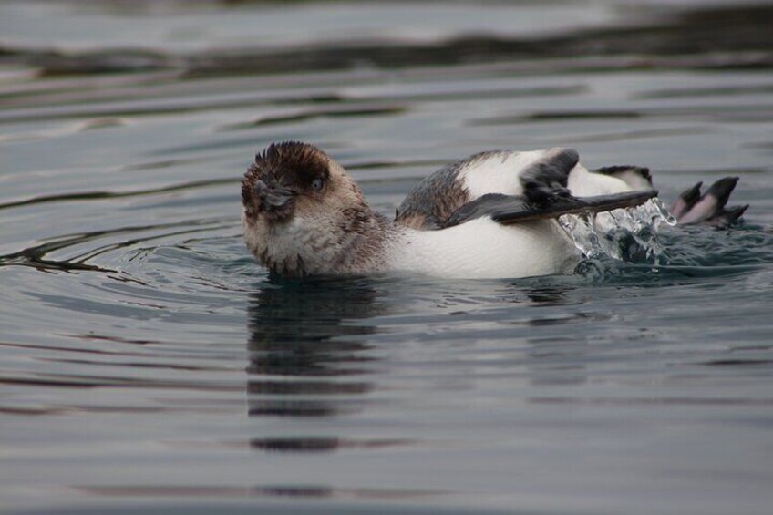 Blue penguin cleaning itself