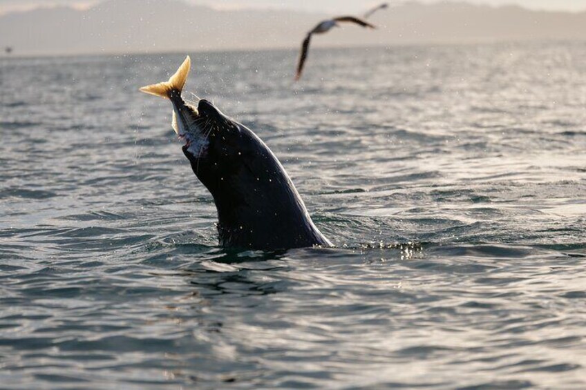 Seal feedings