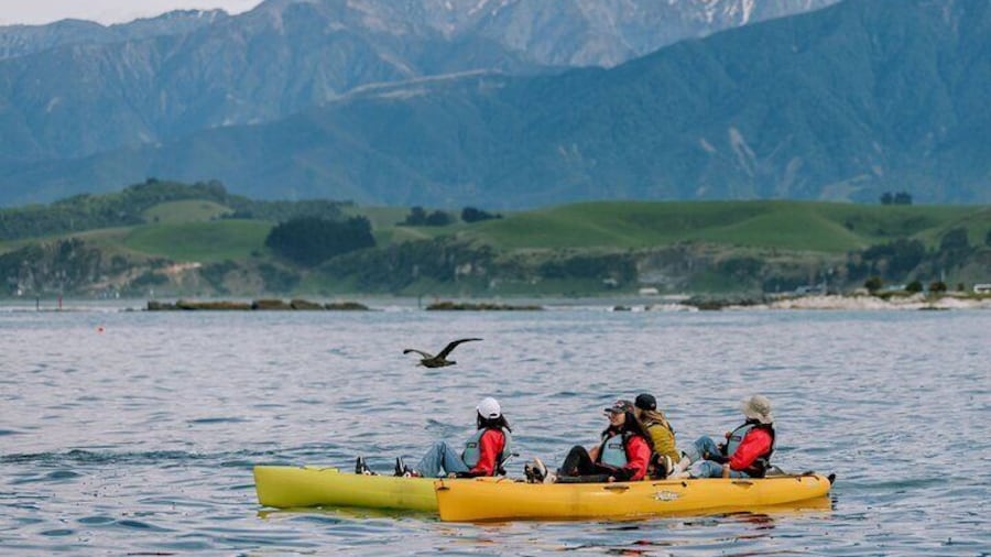 Private Seal Kayaking and Wildlife Tour in Kaikoura