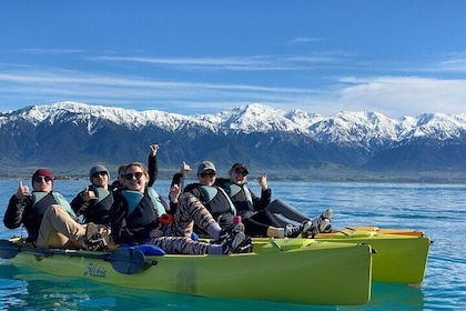 Private Seal Kayaking and Wildlife Tour in Kaikoura