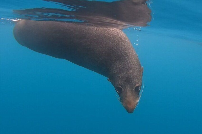 Some of the friendly underwater faces of the New Zealand fur seal in which you will encounter.