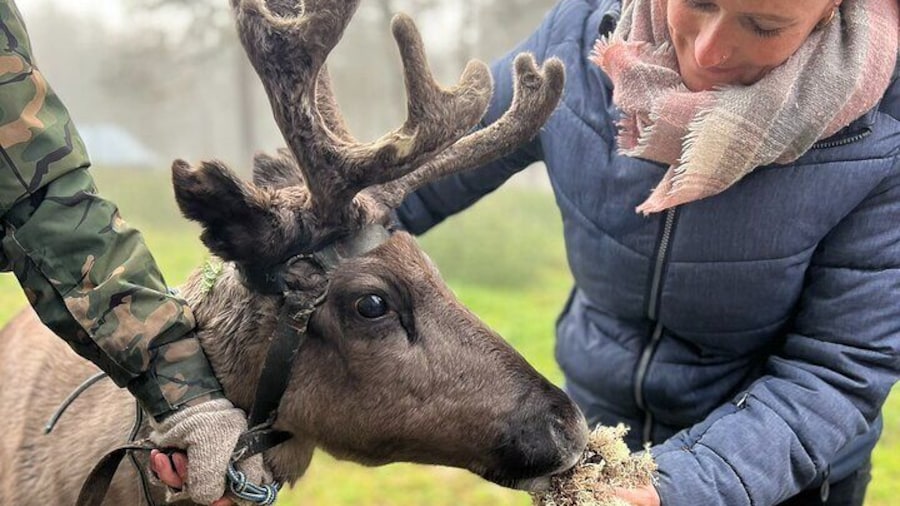 Small Group Fishing, Lunch& Reindeer Farm Visit in the Wilderness