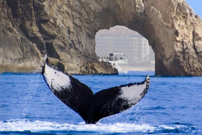 All Included Whale Watching Experience in Los Cabos 