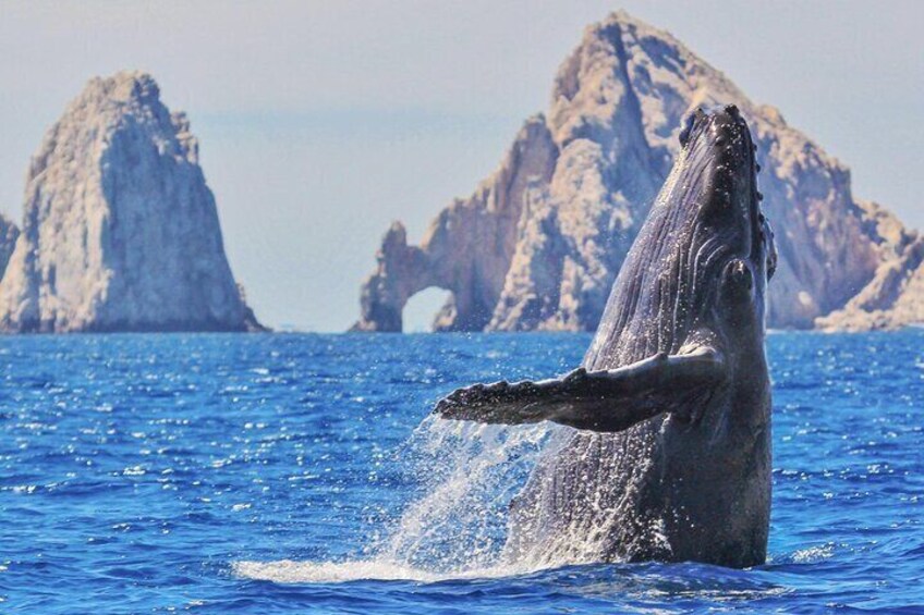 All Included Whale Watching Experience in Los Cabos 