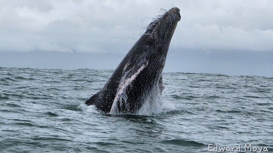Whale Watching Experience Marino Ballena National Park