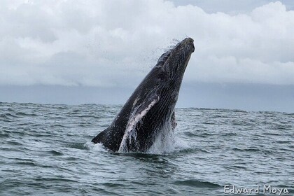 Experiencia de Avistamiento de Ballenas en el Parque Nacional Marino Ballen...