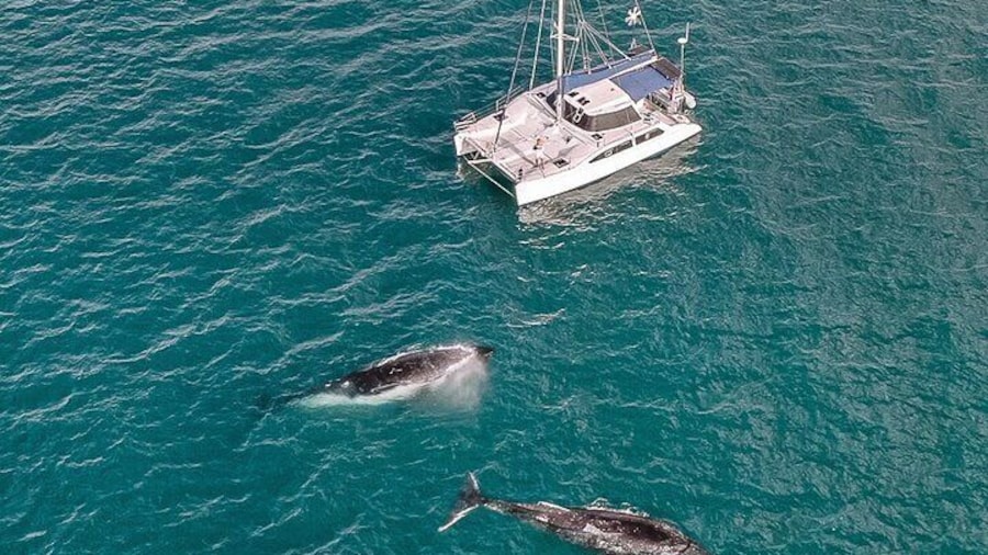 Private Overnight Skippered Humpback Whale Watching Charter
