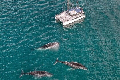 Private Overnight Skippered Humpback Whale Watch Experience