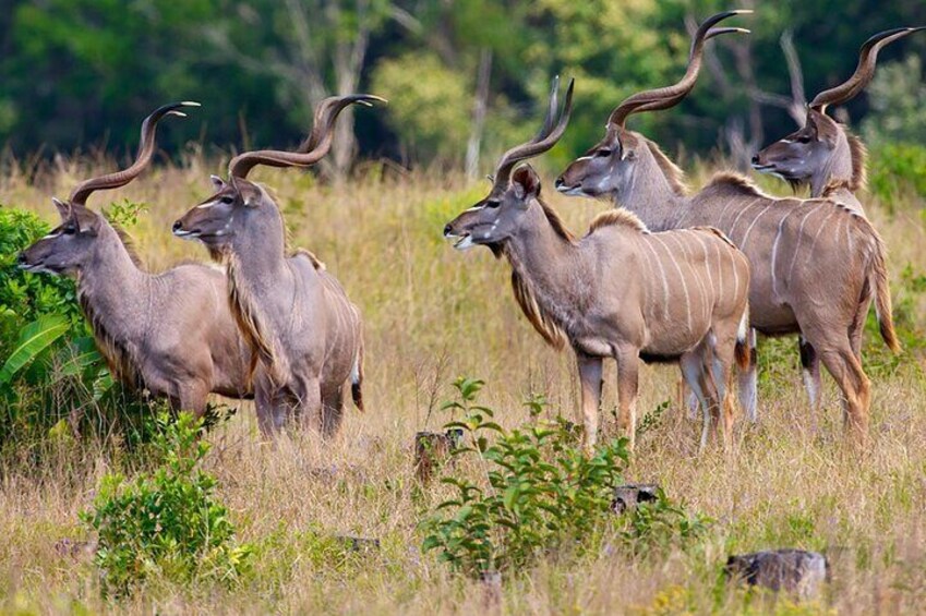 Half Day Safari Tala Game Reserve & Natal Lion Park