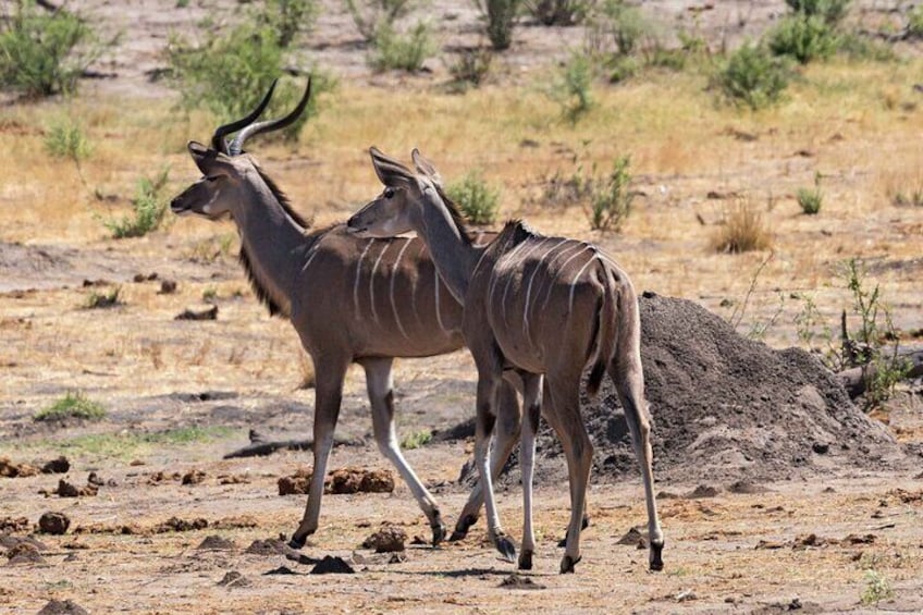 Half Day Safari Tala Game Reserve & Natal Lion Park