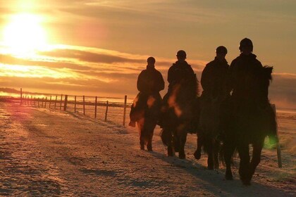 One-Hour Horseback Riding Tour in the Icelandic Countryside