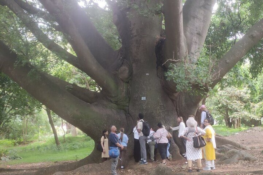 Lalbagh Garden and VV Puram Walking Tour with Street Foods