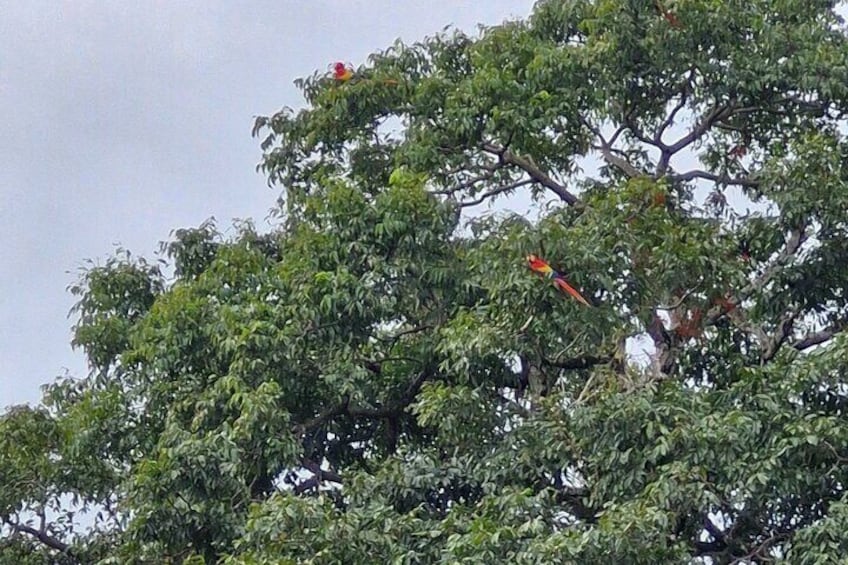 Scarlet Macaw 