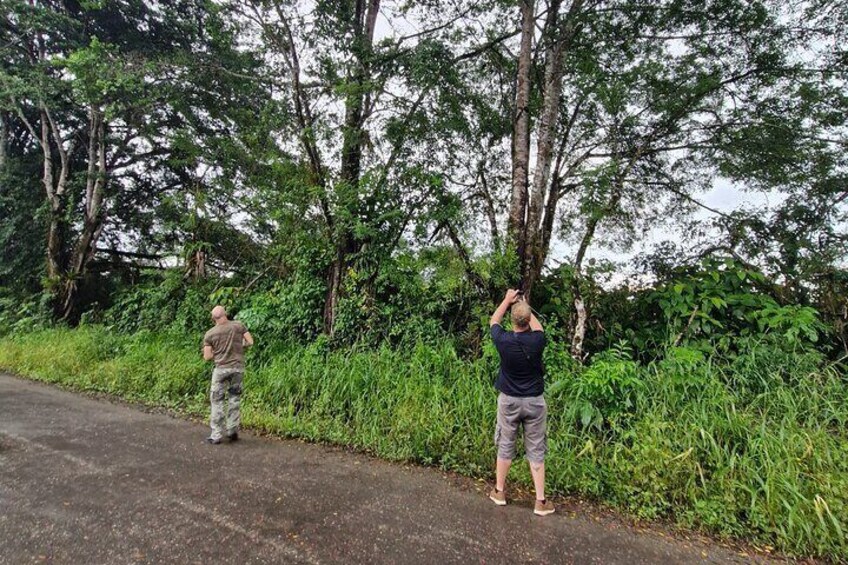 Excursion to Carate wildlife observation with lunch. 