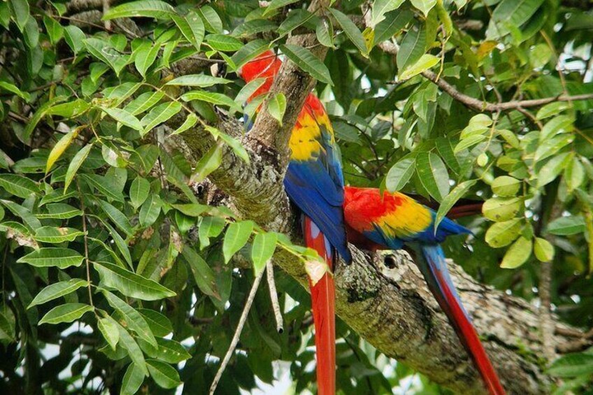 Scarlet Macaw 