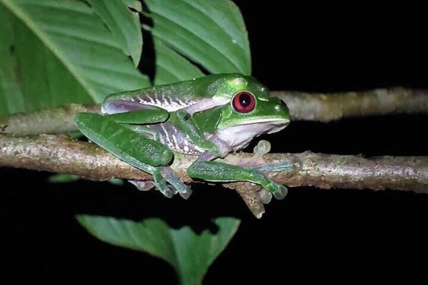 Red-eyed tree frog