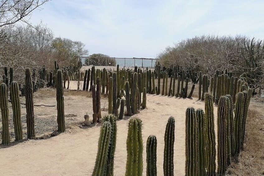 Las Labradas Archaeological Zone