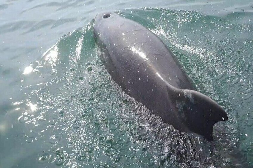 You will have the opportunity to spot bottlenose dolphins