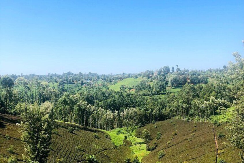 More and more tea. As far as the eyes can see