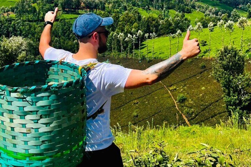 The joy Purple Tea Picking at Gatura Greens 