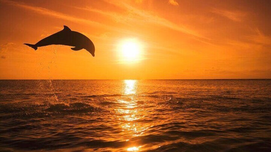 Dolphin breaching in the Guld of Mexico during a sunset tour