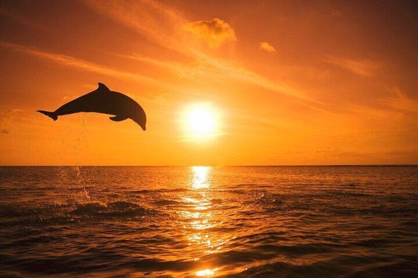 Dolphin breaching in the Guld of Mexico during a sunset tour