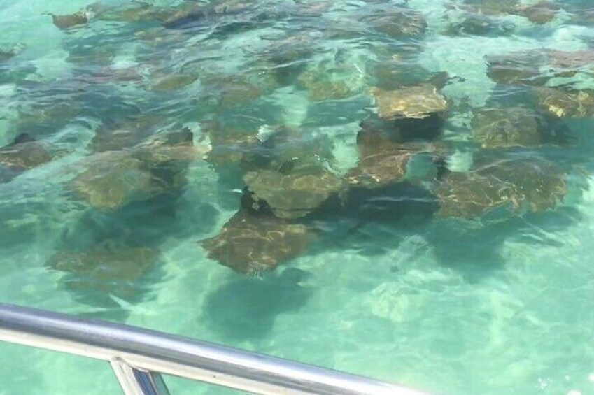 Stingray migration at Passage Key Inlet