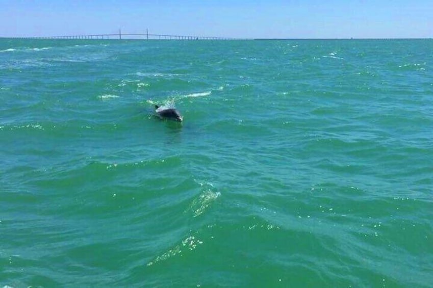 Dolphin with Tampa Bays Skyway Bridge in the background