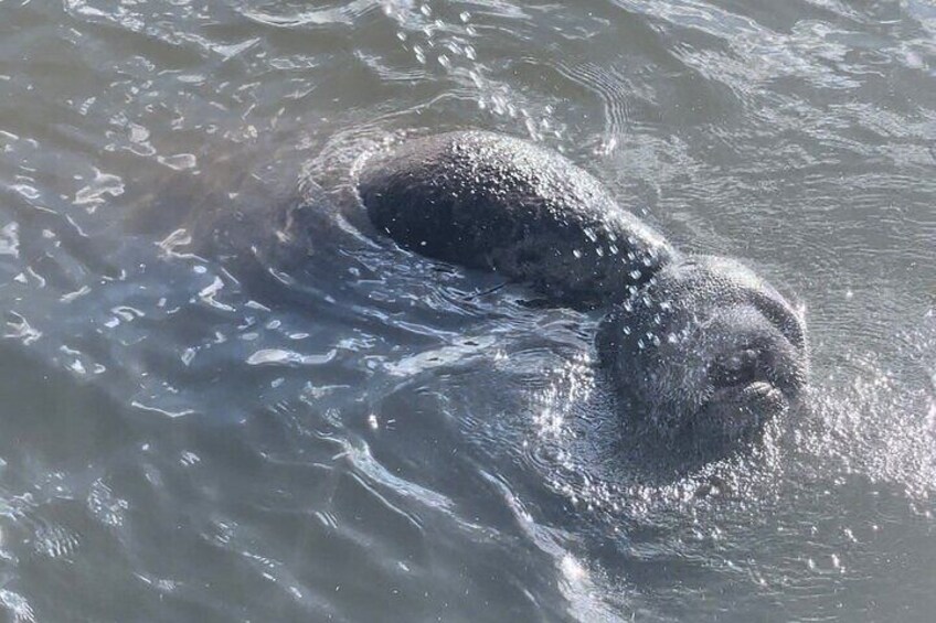 Manatee in the Palma Sola waters