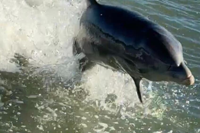 Dolphins breaching behind us on boat