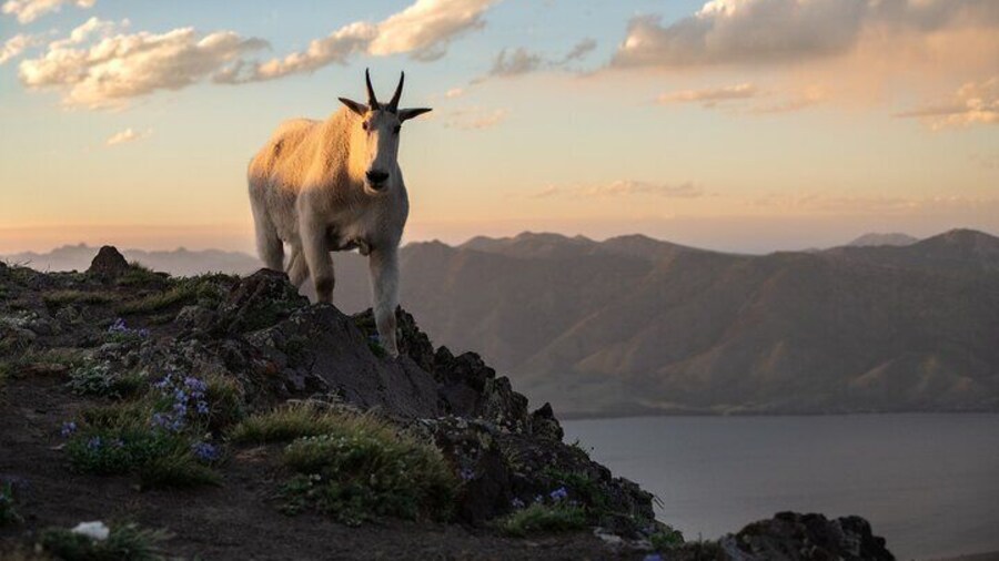Mountain Goat