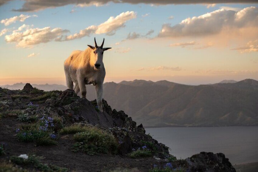 Mountain Goat