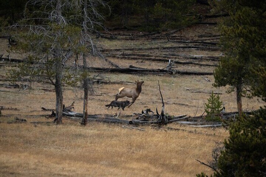 Gray wolf gives chase to cow elk