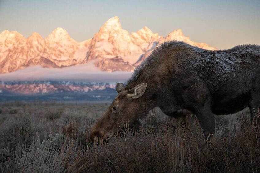 Moose