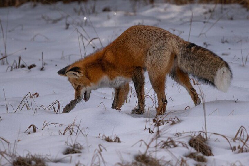 Fox vs Vole?