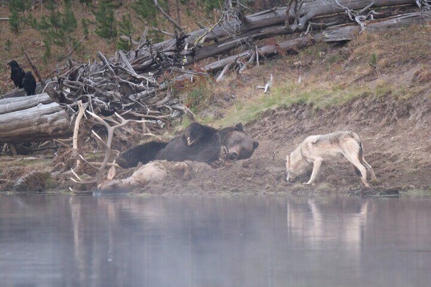 Yellowstone National Park Private Wildlife Tour