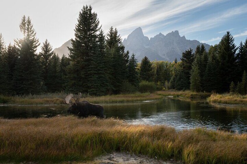 Bull Moose Dreams