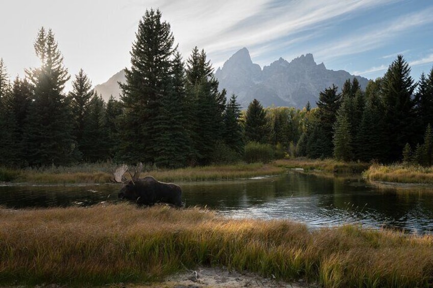 Bull Moose Dreams