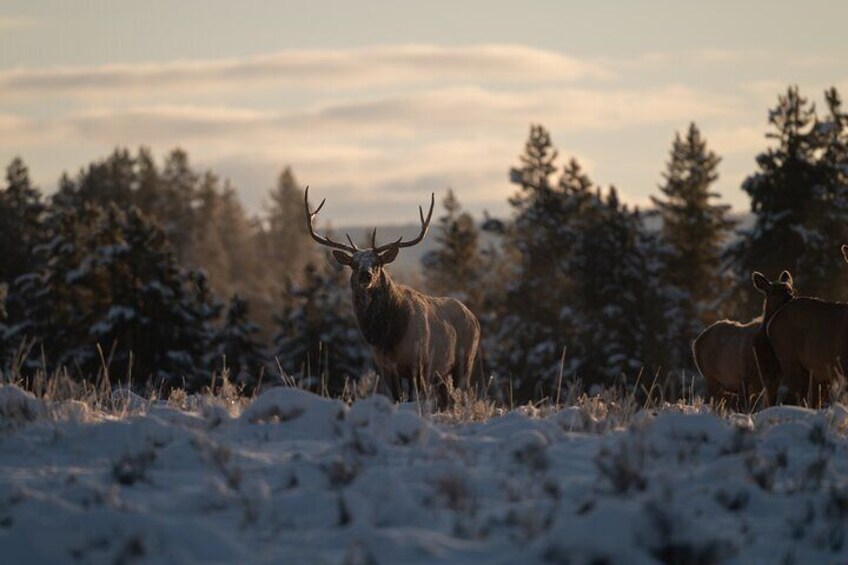 Bull elk