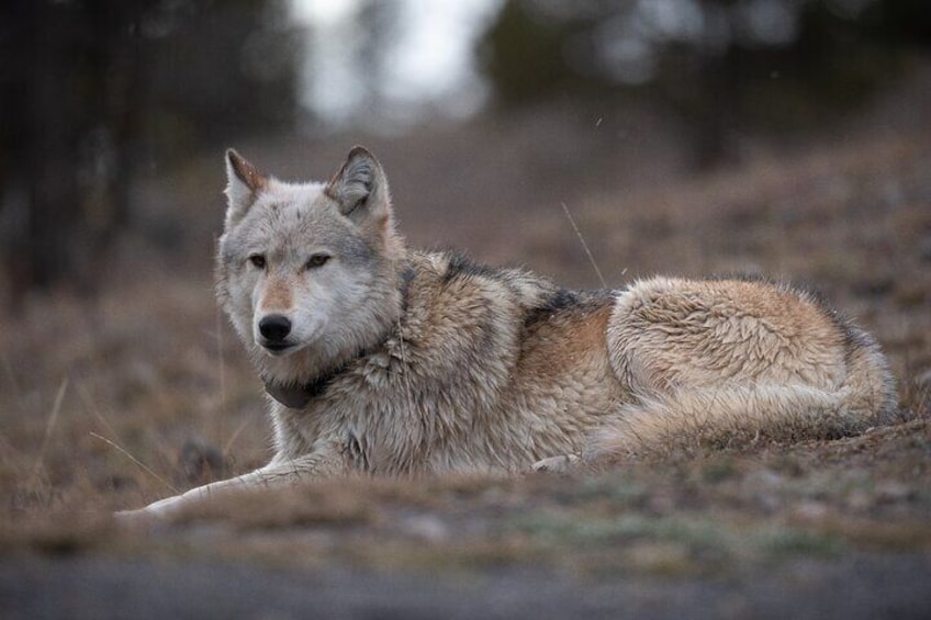 Gray Wolf