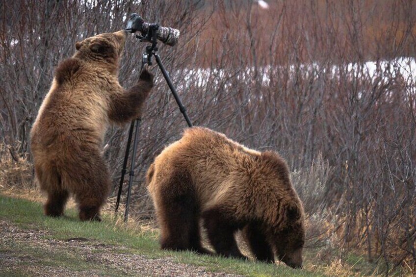 Grizzly Photographer 

